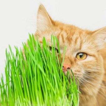 ภาพหน้าปกสินค้าหญ้าแมว  10 บ. เมล็ดพันธุ์ข้าสาลี 100 เมล็ด ออร์แกนิค งอกง่าย โตไว ️พุ่มใหญ่ แมวชอบ