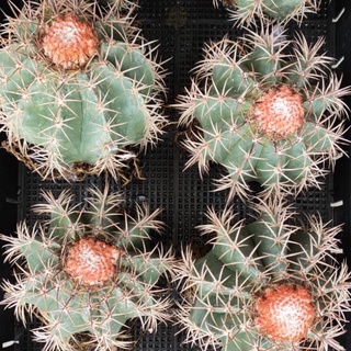 [ถูกสุด] Cactus เมโลแคระ ขนาด 11-13 ซม กระบองเพชร แคคตัส