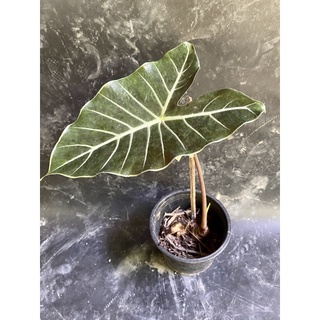 บอนดำสตูล จัดส่งทั้งกระถาง สินค้าตามภาพนะคะ alocasia black satun