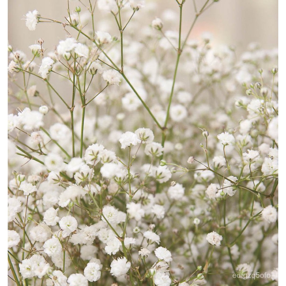 Gypsophila Baby’s Breath flower seeds, 50 seeds Baby Breath [Local