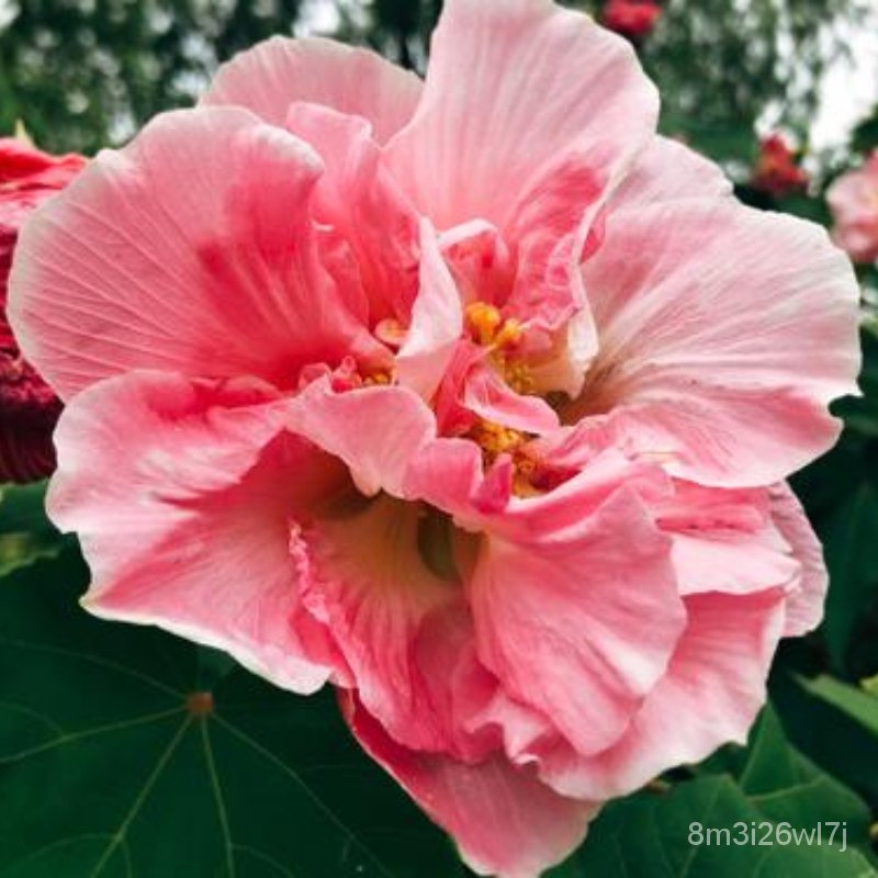 เมล็ดพันธุ์-ถูก-คละ-เมล็ดพันธุ์-ชบา-ต้นชบา-บอนสี-hibiscus-flower-seeds-บรรจุ100-เมล็ด-เมล็ดดอกไม้-บอนไซ-ต้นไม้-ไม้ประดั