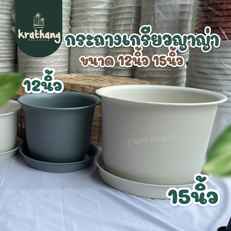 ถูกที่สุด-กระถางเกรียวกระถางเกรียวญาญ่า-12นิ้ว-15นิ้ว-อ่านรายละเอียดก่อนสั่ง