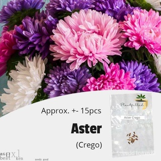 [พืชเติม] Aster เมล็ด | s-(โดยประมาณ)。15เมล็ด/เมล็ด/ดอกไม้/สวน/สวน/ดอกทานตะวัน/ดอกไม้/หญ้า/ข้าวโพด/สวนผลไม้/กล้วย/ผู้ชาย