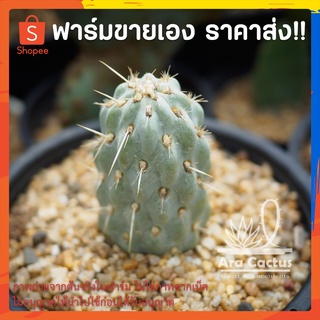 สวนขายเอง! โอพันเทียข้าวโพด Opuntia miquelii ไซส์กระถาง 4 นิ้ว แคคตัส กระบองเพชร ต้นไม้ประดับ อวบน้ำ  แคนตัส ตะบองเพชร