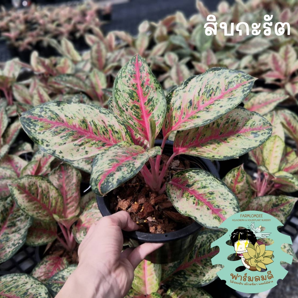 อโกลนีมา-10กะรัต-สิบกะรัต-aglaonema-10-carat-5-7ใบ-กระถาง-5