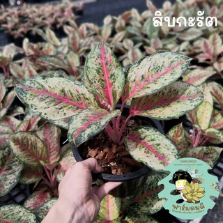 อโกลนีมา 10กะรัต/สิบกะรัต Aglaonema 