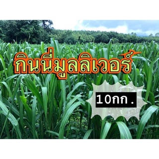 ✅ กินนี หญ้า กินนีมูนริเวอร์ 10 กิโลกรัม(คัดเมล็ดเกรดA) (พร้อมปลูก)