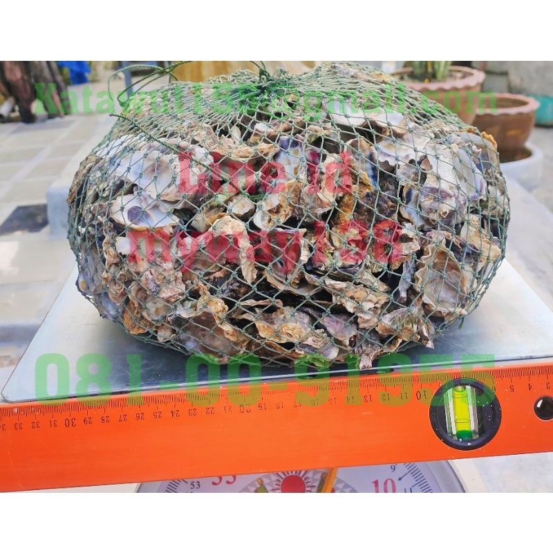 ภาพสินค้าเปลือกหอยนางรม 4.8กิโล เปลือกหอยกรองน้ำ สะอาดปราศจากสารพิษ พร้อมอวนใหม่เหนียวใช้ได้ยาวนาน จากร้าน katawut155_shop บน Shopee ภาพที่ 5