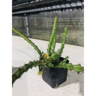 ยูโฟเบีย Euphorbia Dichroa