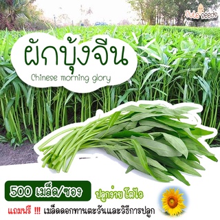 เมล็ดพันธุ์ผักบุ้ง 500 เมล็ด อัตราการงอก95% ปลูกง่าย โตไว (แถมฟรี เมล็ดผักทุกออเดอร์)