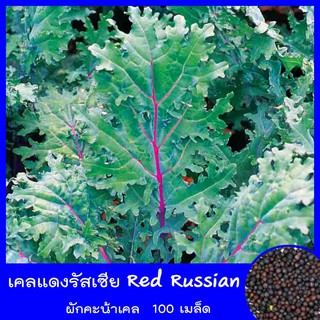 เคลแดงรัสเซีย 100 เมล็ด🍀 Red Russian Kale คะน้าเคล มีวิตตามินและสารต้านอนุมูลอิสระ