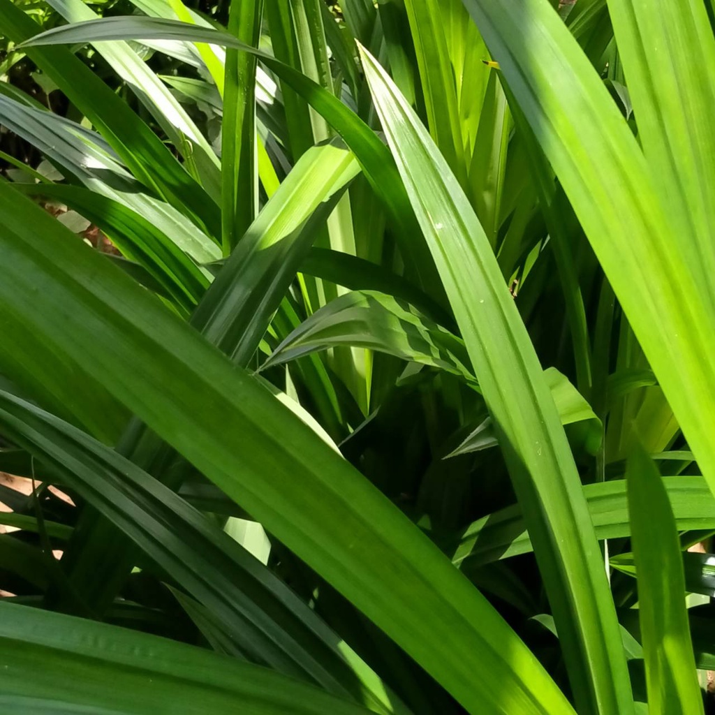 ต้นใบเตย-10-ต้น-ต้นเตยหอมพร้อมปลูก-ต้นเตย-เตยหอม-pandanus-amaryllifolius-pandan-leaves