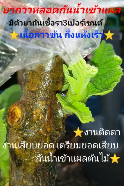 ยาทาแผลต้นไม้-น้ำเข้าแผล-กันเชื้อรา-สินค้าแนะนำ