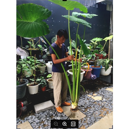 colocasia-gigantea-hook-บอนโหรานา-สำหรับตัดสวนป่า-สวนนำ้ตก-ส่งต้นโตตามรูปตัดใบ