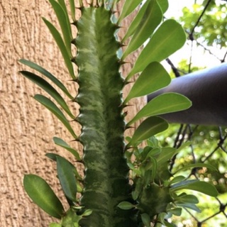 กระบองเพชร สลัดไดด่าง หยกใส Euphorbia trigona