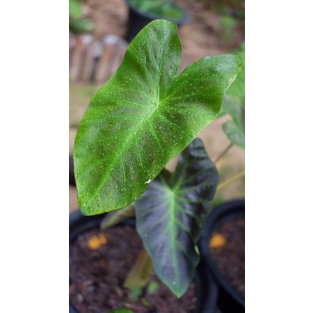 update-เพิ่ม-colocasia-aloha-อ่านรายละเอียดเพิ่มเติมด้านล่างค่า