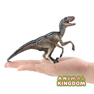 Animal Kingdom - โมเดลไดโนเสาร์ Velociraptor เทาฟ้า ขนาด 16.00 CM (จากหาดใหญ่)