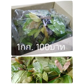 ภาพหน้าปกสินค้าผักเหลียง1กก. 100 บาท ที่เกี่ยวข้อง