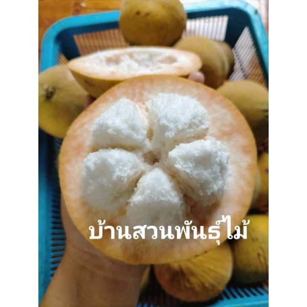 ต้นกระท้อน-พันธุ์ปุยฝ้าย-จัดชุด-2-ต้น