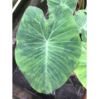 Colocasia Tiger Stripeโคโลคาเซียไทเกอร์ เสือโคร่ง แท้ 100%(นำเข้าจากมาเลย์) ส่งแบบเหง้าตัดใบ