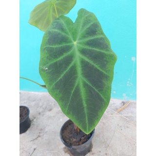 Colocasia Black Beauty มีลูกมีไหลติดเลือกต้นได้​