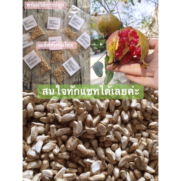 เมล็ดอัญชัน-เมล็ดมะกรูด-เมล็ดทับทิม-จากสวน-100-เมล็ด