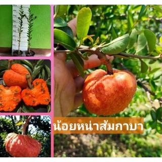 ต้นน้อยหน่าส้มกาบา เติบโตและให้ผลผลิตดีในบ้านเรา ผลสีส้มสวยงามทานได้ทั้งเปลือก รสหวาน อร่อย 🍀ต้นเสียบยอดต้นละ319บาท