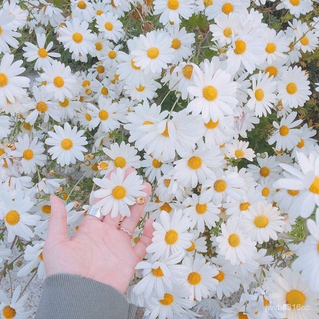 เมล็ดพันธุ์ ดอกเดซี่ สีขาว 200 เมล็ด White Daisy Silver Princess Seed ...