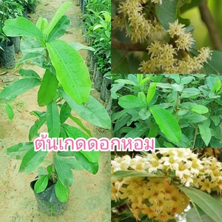 ต้นเกดดอกหอม🌼สูง60-70ซ🌼รับประกันสินค้าชำรุดเคลมฟรี🌼🌼