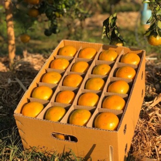 สินค้า ส้มสายน้ำผึ้ง สดจากสวน ไม่แว็ก  แบบ 10kg แยกลูก