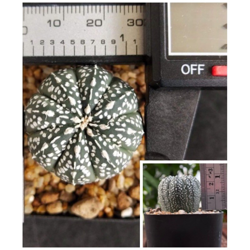 แอสโตรไฟตัม-แอสโตร-แอสโตรไฟรตัม-astrophytum