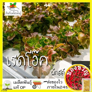 เมล็ดพันธุ์ ผักสลัด เรดโอ๊ค 1000 เมล็ด Red oak leaf lettuce seeds เมล็ดพันธุ์แท้100% นำเข้าจากต่างประเทศ ปลูกผัก สวนครัว