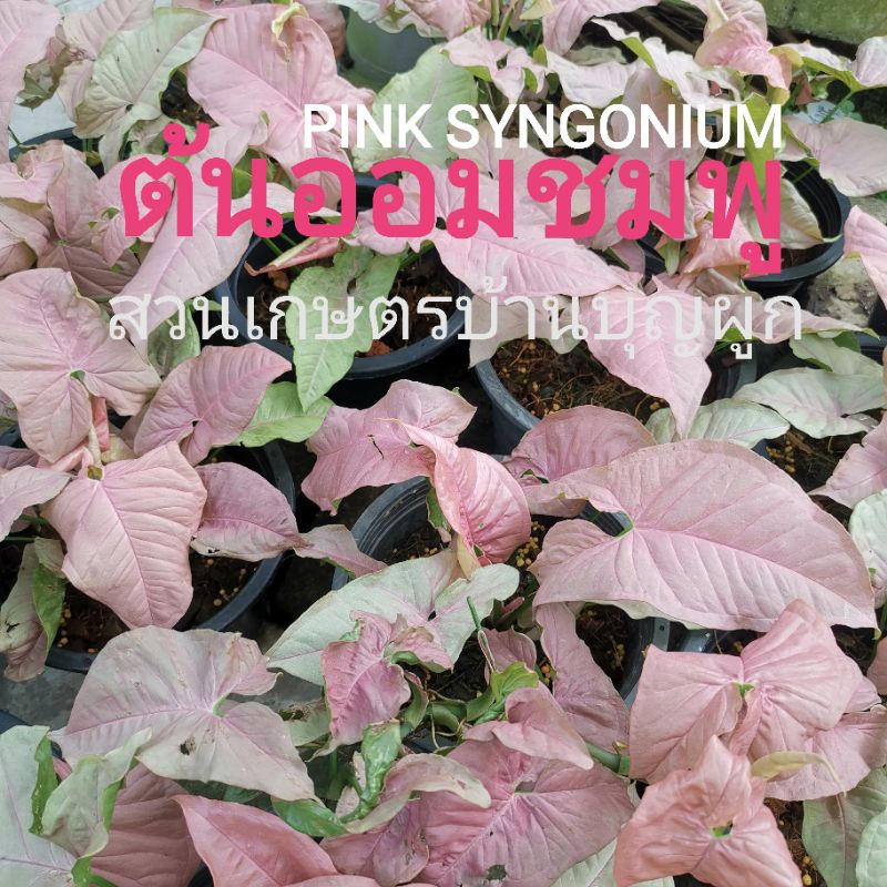 ต้น-ออมชมพู-ออมเงิน-ออมทอง-ออมนาค-syngonium-milk-confetti-ไม้มงคล-ต้นไม้ฟอกอากาศ-pink-syngonium-นมชมพู-ไม้มงคล