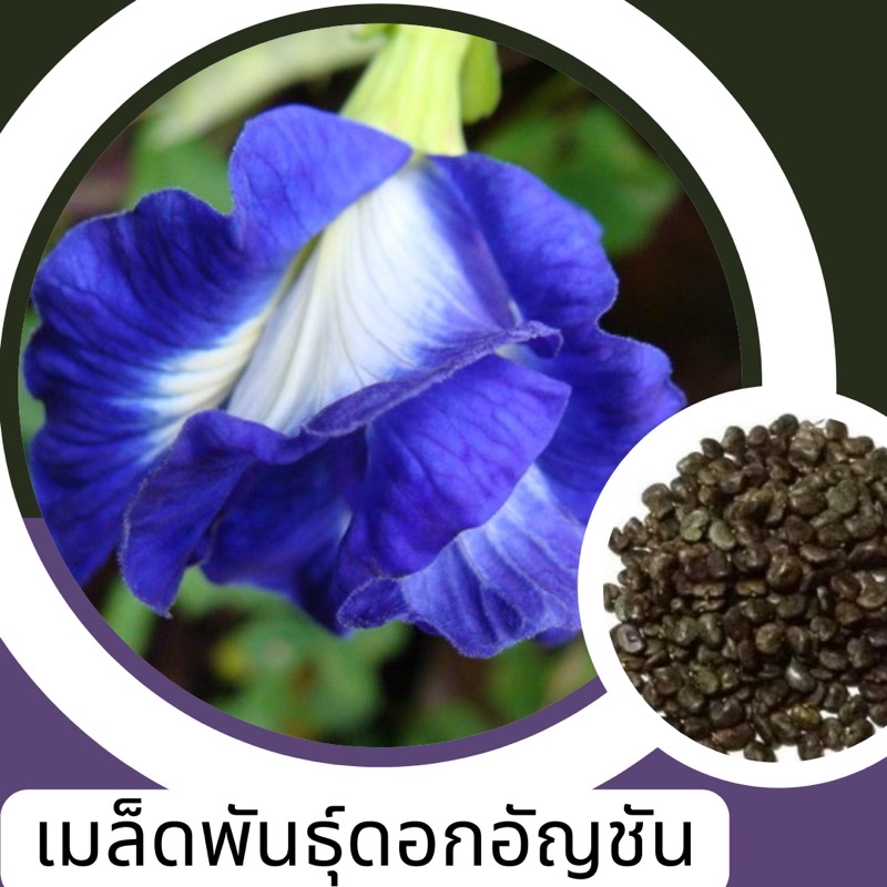 เมล็ดพันธุ์อัญชันน้ำเงินซ้อน5-ขั้นต่ำ-สั่งสินค้าภายในร้าน30บาทขึ้นไปค่ะ