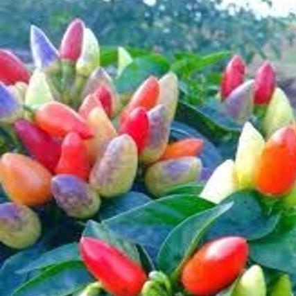 ปลูกง่าย-ปลูกได้ทั่วไทย-บอนสี-เมล็ดพันธุ์พริกมงคล7สี-พริกเรียกทรัพย์สีรุ้ง-ornamental-pepp50-เมล็ด-ไม่ใช่พืชที่มีชีวิต