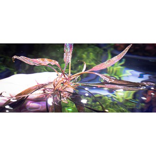 ต้นไม้น้ำ  ต้นคริป ลูเซนส์ cryptocoryne lucens