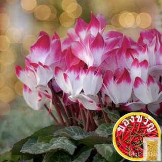 พร้อมสต็อกพันธุ์ใหม่ Ed S Cyclamen เมล็ด (200เมล็ดต่อแพ็ค) บอนไซกระถางกระต่ายหูเมล็ด Benih Bunga Pok เมล็ด MHNS