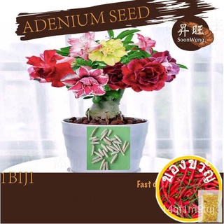 [1 Biji ]（part1/2）Bunga kemboja benih|  fresh seed|  Taiwan Desert Rose Seed|  Adenium Obesum Seeds |  ทะเลทรายกุหลาบเมล