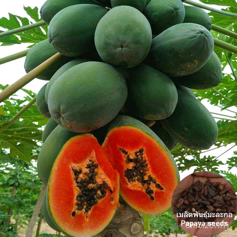 เมล็ดพันธุ์-ถูก-คละ-เมล็ดพันธุ์-มะละกอ-papaya-seeds-ต้นพันธุ์ผลไม้-เมล็ดบอนไซ-พันธุ์ไม้ผล-แต่ละแพ็คมี-10-เมล็ด-seeds