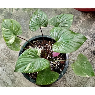 เสน่ห์จันทร์ประกายดาว Homalomena Rubescens Variegated 🌿 1 แถม1