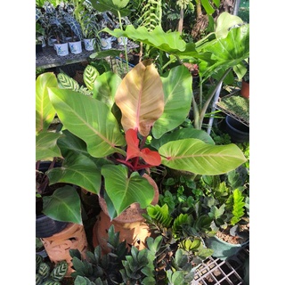 ต้นกุมารแดงเรียกทรัพย์ ฟิโลเดนดรอนเชอรี่เรด philodendron cherry red กุมารแดง เรียกทรัพย์ กุมารเรียกทรัพย์  