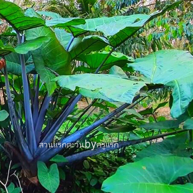 colocasia-sp-ตูนก้านดำทานได้ไม่มีพิษตกแต่วสวนป่าดิบชื้นจัดส่งเป็นต้นตัดใบ