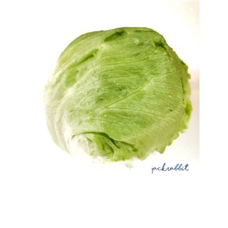 ภาพหน้าปกสินค้าผักกาดแก้ว สลัดแก้ว Iceberg Lettuce  1 หัว ที่เกี่ยวข้อง