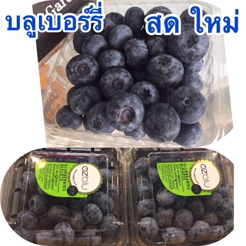 บลูเบอร์รี่สด-fresh-blueberry-ผลไม้นำเข้า-สดใหม่-ราคาถูก1400บ-12แพค-ตก116บ-ต่อแพค