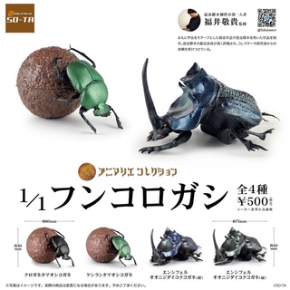 **พร้อมส่ง**กาชาปองแมงกุดจี่ ด้วงมูลสัตว์ 1/1 Dung Beetle ของแท้