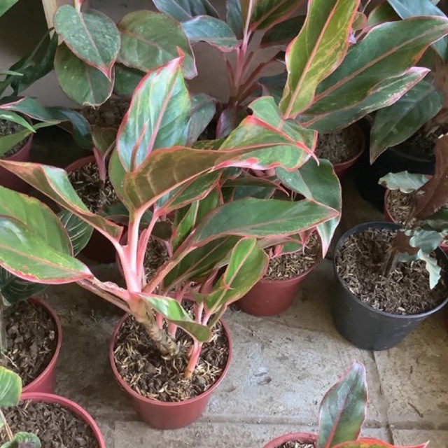 seeds-aglaonema-50-เมล็ด-ไม่ใช่พืชที่มีชีวิต-นธ