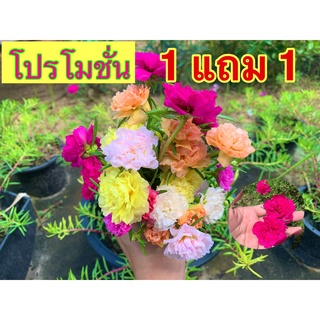 1 กิโลแถม ครึ่งกิโล ได้ทั้งหมด1.5กิโล คุ้มสุดๆ กิ่งต้นคุณนายตื่นสาย แพรเซี่ยงไฮ้ พันธุ์กลีบดอกซ้อน สด สวย คละสีสวยๆ7-15ส