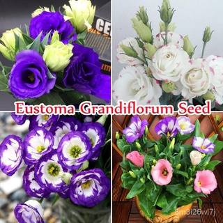 （รับประกันหลังการขายงอก100%）250 เมล็ด Eustoma Grandiflorum Flower Seeds เมล็ดดอกไม้ ต้นไม้มงคล ดอกไม้ตกแต่ง ดอกไม้จริง ไ