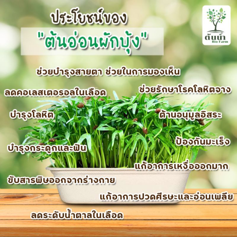 ชุดปลูกต้นอ่อนผักบุ้ง-ชุดปลูกผักปลอดสาร-ชุดพร้อมปลูกต้นอ่อน-ชุดปลูกพร้อมเมล็ดพันธุ์ผัก-ชุดปลูกผัก-organic-100