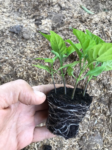 เมล็ดพันธ์พริก-carolina-reaper-พริกเผ็ดที่สุดในโลก100เมล็ดขึ้นไป-แถมฟรีทันทีผลสด1ผลปลูกและเก็บผลิตในไทย-รับประกันแท้100